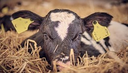 GB calf registrations: Births to dairy dams increase in Q2 2025